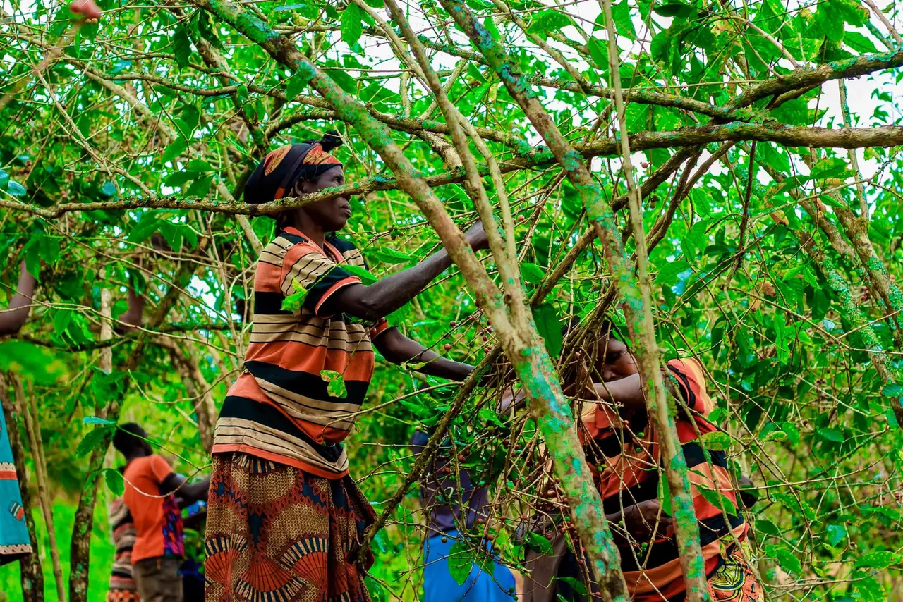 Women harvesting in the coffee canopy